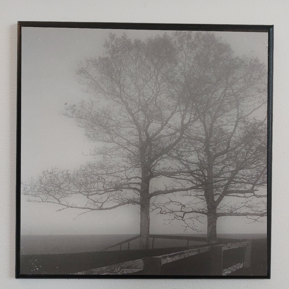 Albert E Price Black and White Tree Art Print